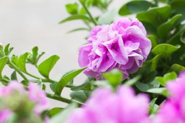 Obraz na płótnie Canvas Pink petunia terry flower, close-up photo