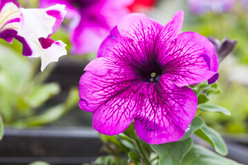 Purple petunia flower growing in a pot, close-up outdoor photo