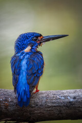 Blue eared kingfisher is perched while waiting for fish prey to be used as food