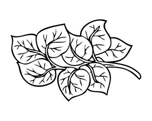 spinach line vector illustration