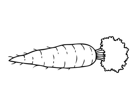 carrot line vector illustration