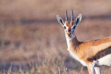 thomson's gazelle portrait in Tsavo national park kenya