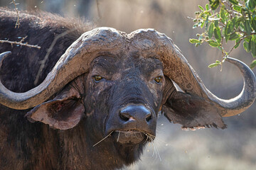 buffalo in the grassland of Masai mara kenya