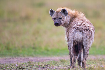 hyena looking back to camera, in Masaimara national park in kenya