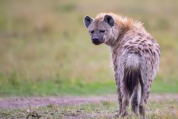 Crédence en verre imprimé Hyène hyena looking back to camera, in Masaimara national park in kenya