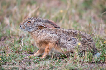 rabbit in the grassland in africa.