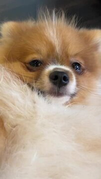 video of Pomeranian Spitz dog cute lovely pose smiling fluffy Pomerania spitz with rounded face, very happy good for background content