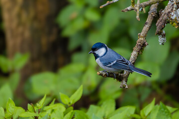 blue bird on a branch