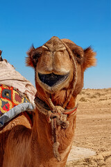 dromedary camel in the desert
