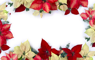 Christmas decoration. Flowers of white yellow and red poinsettia, branch christmas tree, berries mistletoe, red berries on white background with space for text. Top view, flat lay