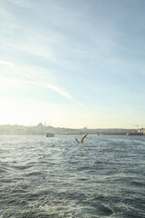 Seagull in Istanbul 