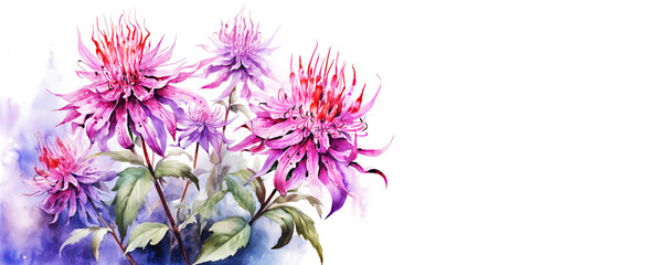 Watercolor Pink Bee Balm or Monarda Background with Copy Space - obrazy, fototapety, plakaty