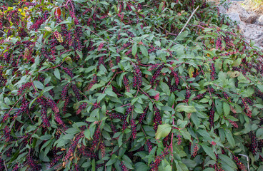 American pokeweed or poke sallet or dragonberries plant with ripe and green berries. Phytolacca americana family Phytolaccaceae.