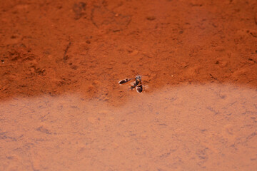 a fly floting on the water