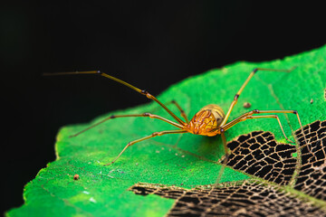 Spider on the leaf