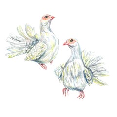 Two white doves. Watercolor illustration isolated on a white background. Valentines Day greeting cards, wedding invitations, covers, stickers.