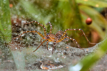 Spider macro image