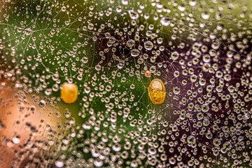 dew on the spidernet & spider laid eggs on the net
