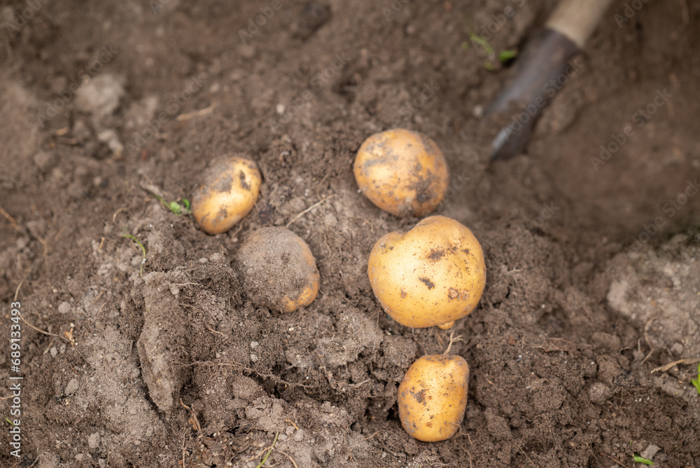 Canvas Prints Digging out potato from ground. Nice harvest of potato, growing vegetables on private garden