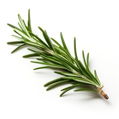 Fototapeta premium Professional food photography of Rosemary, isolated on white background, Rosemary isolated on white background