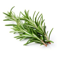 Professional food photography of Rosemary, isolated on white background, Rosemary isolated on white background