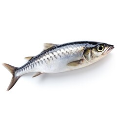 Professional food photography of Mackerel, isolated on white background, Mackerel isolated on white background