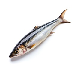 Fototapeta premium Professional food photography of Mackerel, isolated on white background, Mackerel isolated on white background