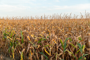 Agricultural corn field in countryside. Ripe corn plants lit by setting evening sunlight