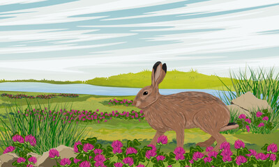 A brown hare walks through a summer flowering meadow on the river bank. Animals of Europe. Realistic vector landscape