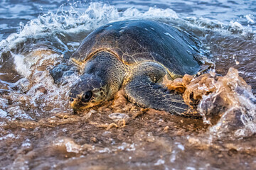 Turtle comming out from the sea