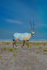 Aribian orix on the dunes in UAE