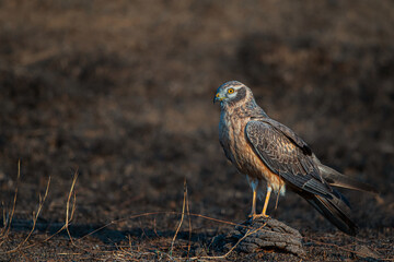 montagu harrier female on the rock 