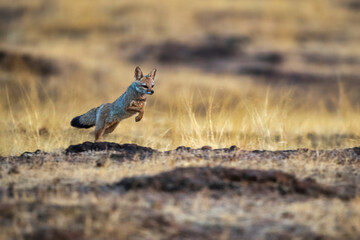 Indian fox jumping in Pune maharastra India