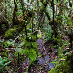 Trail in jungle. Moss covered trees in tropical rainforest. Hike to Trusmadi mountain at Malaysian...