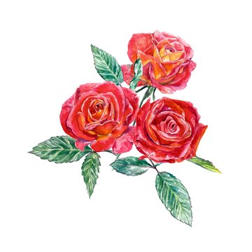 Bouquet of three red roses. Watercolor illustration isolated on white background. Valentines Day greeting cards, wedding invitations, banners, covers.
