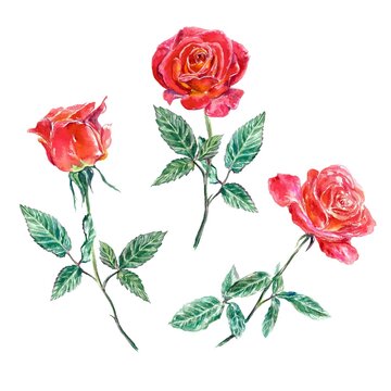 Three red roses with green leaves. Watercolor illustration isolated on white background. Valentines Day greeting cards, wedding invitations, covers.