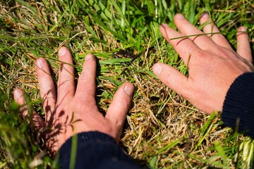 regenerative organic farmer, holding plant and soil samples and looking at plant growth in a farm. practicing sustainable agriculture