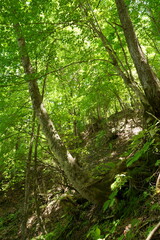長野県のパワースポット、分杭峠の風景