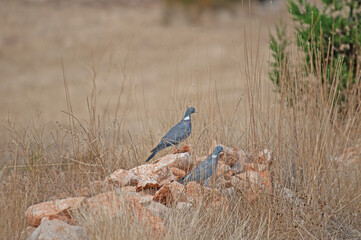 A pair of Common Wood Pigeon (Columba palumbus) on stones in dry grass.