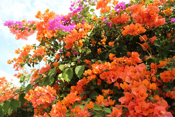 Colorful bougainvillea flowers in the garden