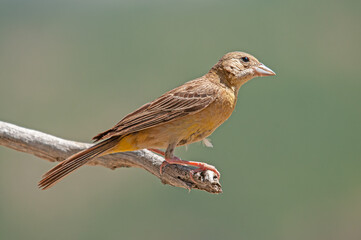 Black-headed Bunting (Emberiza melanocephala) on a branch.