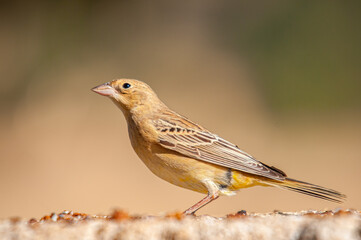 Black-headed Bunting (Emberiza melanocephala) close-up portrait.