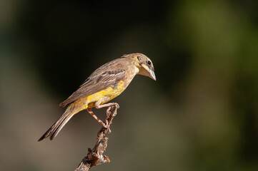 Black-headed Bunting (Emberiza melanocephala) on a branch.
