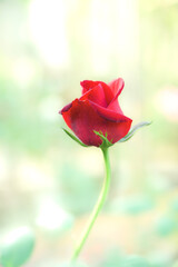 Fototapeta premium Red rose with natural background