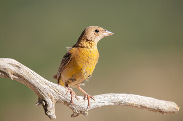 Black-headed Bunting (Emberiza melanocephala) on a branch.