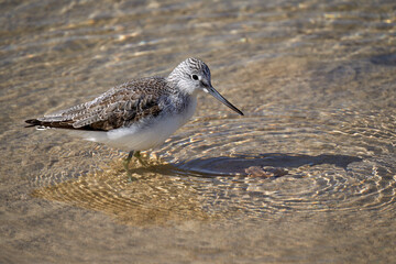 Grünschenkel (Tringa nebularia) im flachen Wasser auf Nahrungssuche - Playa de Sotavento de...