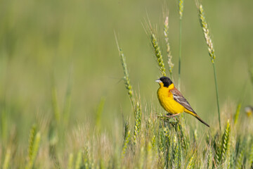 Black-headed Bunting (Emberiza melanocephala) on ears of wheat.