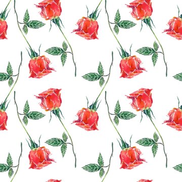 Seamless pattern of red rose buds. Watercolor illustration isolated on white background. Cards, invitations, wrapping paper, wallpaper, textiles. © Farida