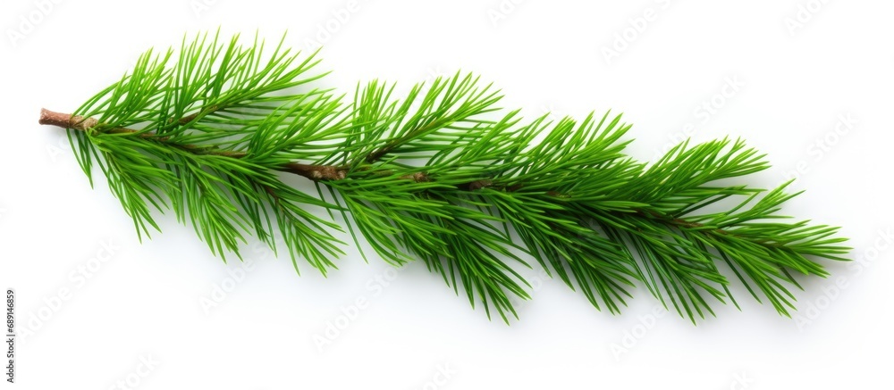 Leinwandbilder Green spruce branch isolated on white background seen from above Copy space image Place for adding text or design
