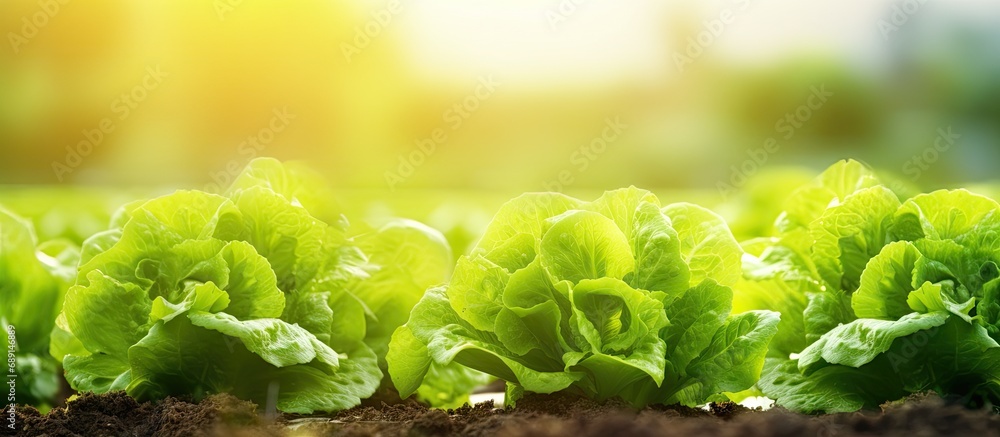 Aufkleber Fresh hydroponic lettuce cultivated in a green farm Copy space image Place for adding text or design